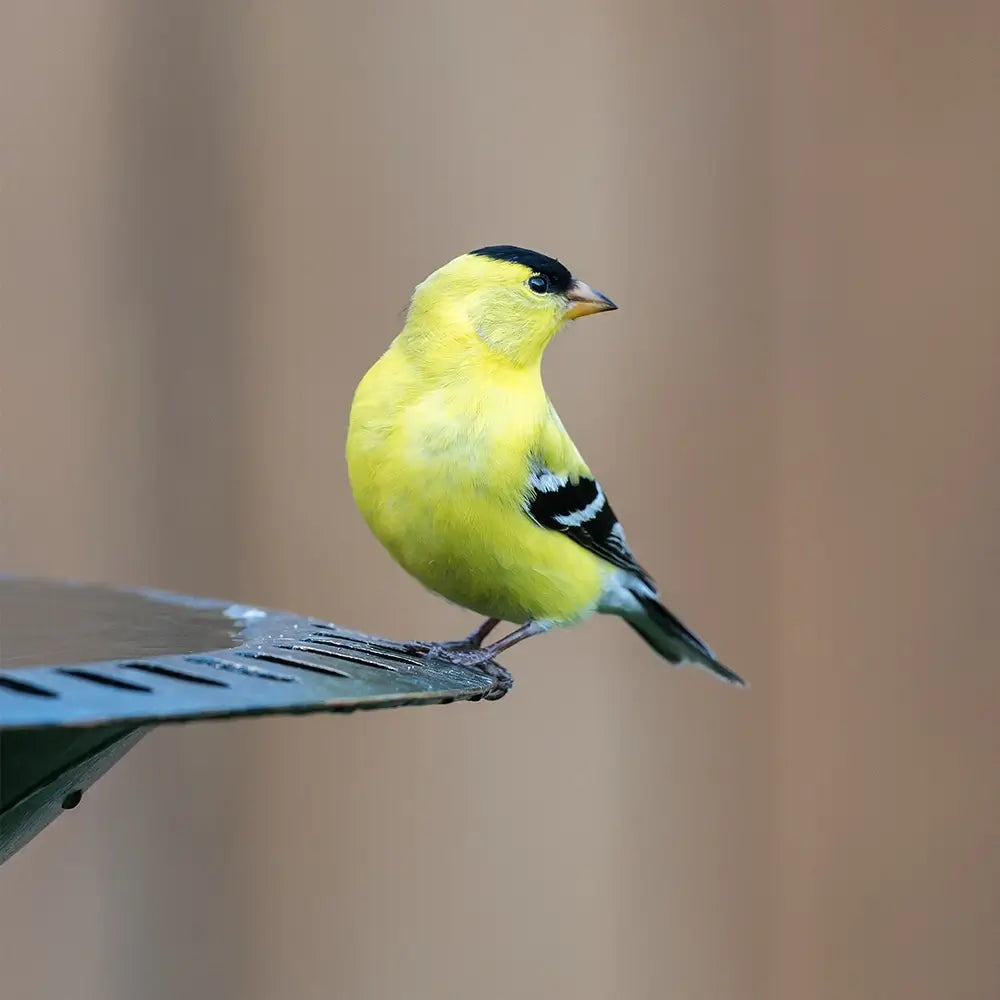 Bakyard Antique Bird Bath | For Outdoors & Garden | Polyresin 28 Inches Bird Bath