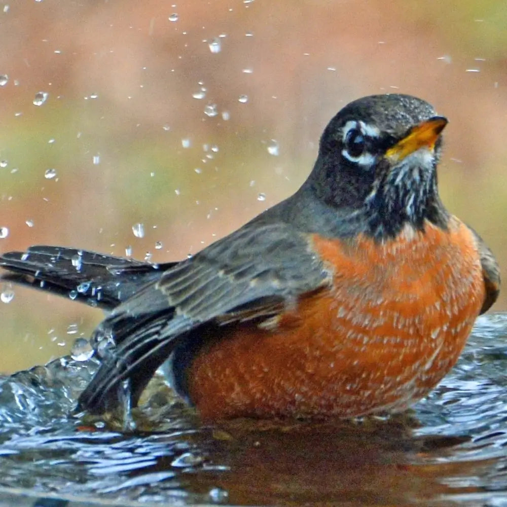 Bakyard Antique Bird Bath | For Outdoors & Garden | Polyresin 28 Inches Bird Bath